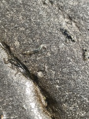 Rhyacophiloidea
