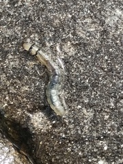 Rhyacophiloidea