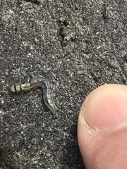 Rhyacophiloidea