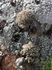 Sphaerophorus fragilis