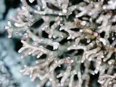 Sphaerophorus fragilis