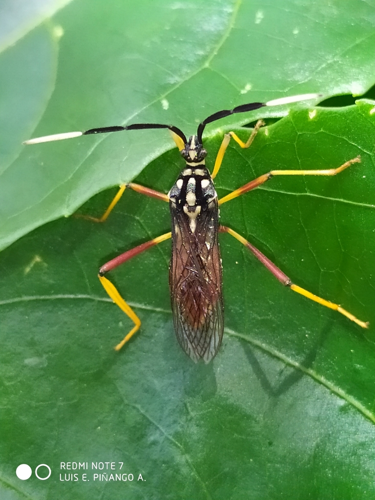 Holhymenia histrio