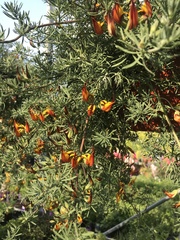 Lotus berthelotii