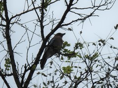 Garrulus glandarius