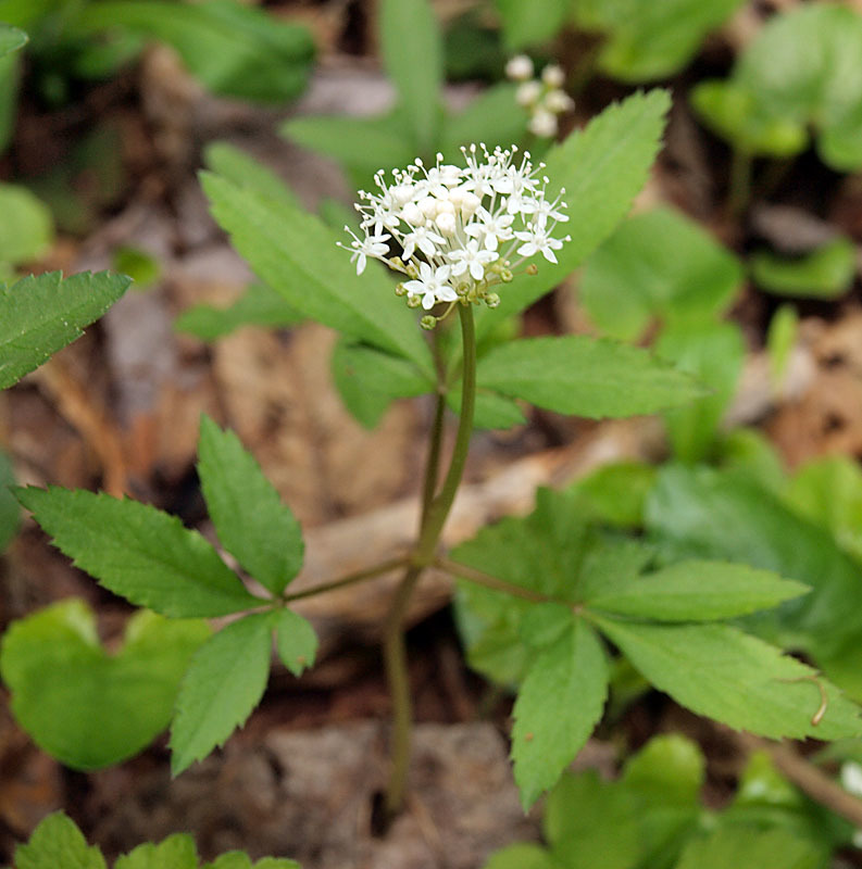 Panax trifolius