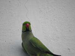 Psittacula krameri