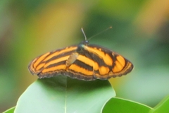 Pantoporia paraka