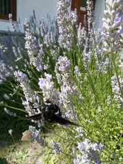 Xylocopa