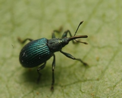 Pseudoprotapion astragali