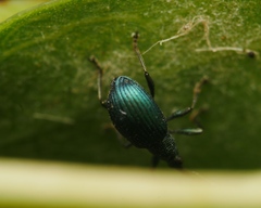 Pseudoprotapion astragali