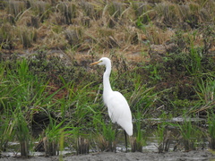 Bubulcus ibis
