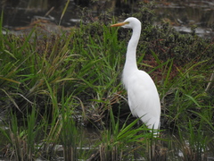 Bubulcus ibis