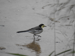 Motacilla alba