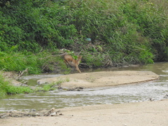 Hydropotes inermis argyropus