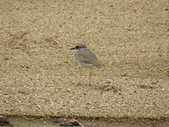 Charadrius dubius