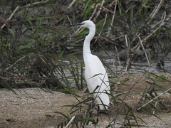 Egretta garzetta