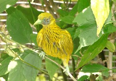 Ptilinopus luteovirens