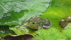 Lithobates montezumae