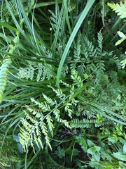 Asplenium × lucrosum