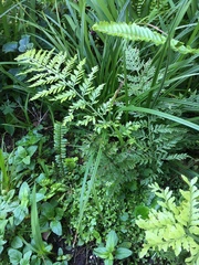 Asplenium × lucrosum