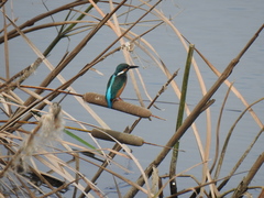 Alcedo atthis