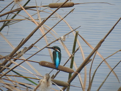 Alcedo atthis