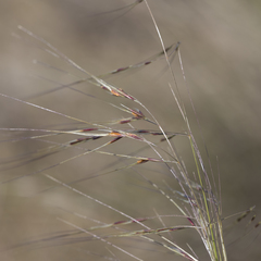 Austrostipa eremophila