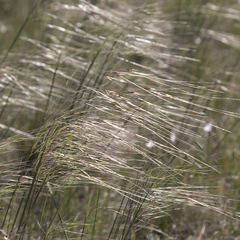 Austrostipa eremophila