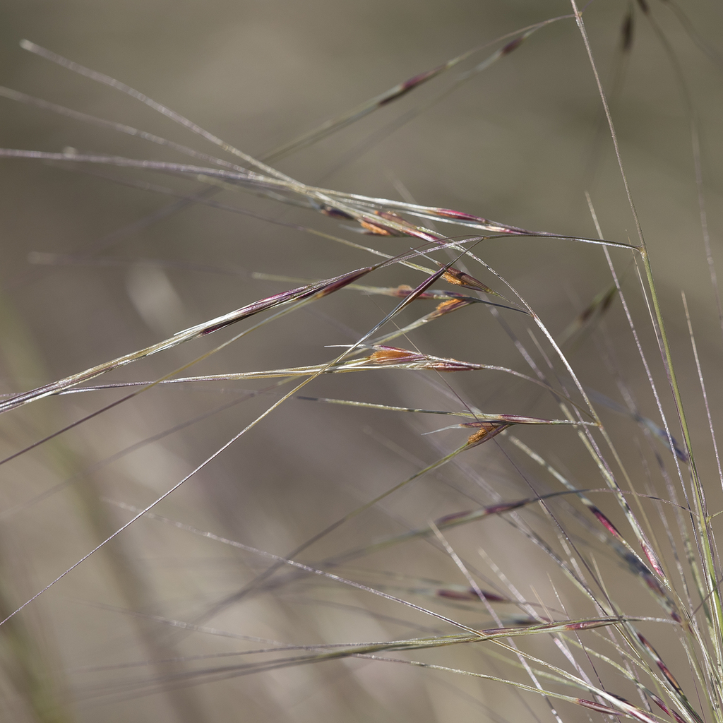 Desert Spear-grass