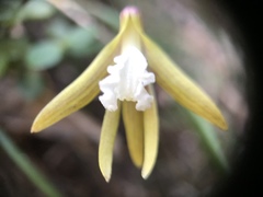 Dendrobium striolatum