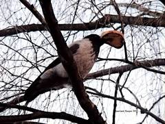 Corvus cornix