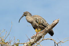 Theristicus caerulescens