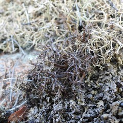 Cetraria aculeata