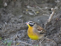 Emberiza flaviventris flaviventris