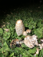 Coprinus comatus