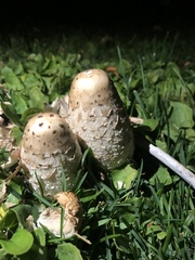 Coprinus comatus