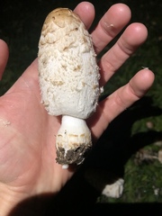 Coprinus comatus