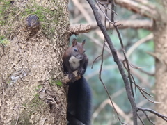 Sciurus vulgaris