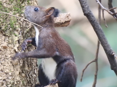 Sciurus vulgaris