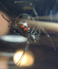 Latrodectus hesperus