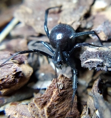 Latrodectus hesperus