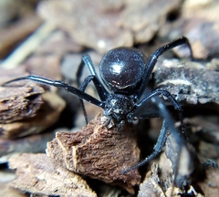 Latrodectus hesperus