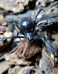 Latrodectus hesperus