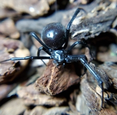 Latrodectus hesperus