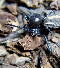 Latrodectus hesperus