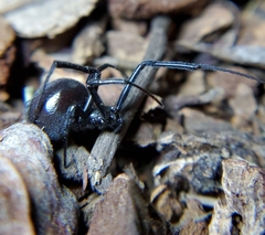 Latrodectus hesperus
