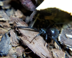 Latrodectus hesperus