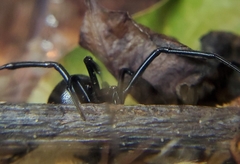 Latrodectus hesperus