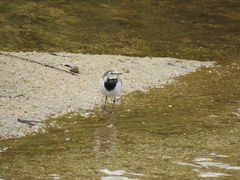 Motacilla alba