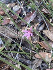 Caladenia hillmanii